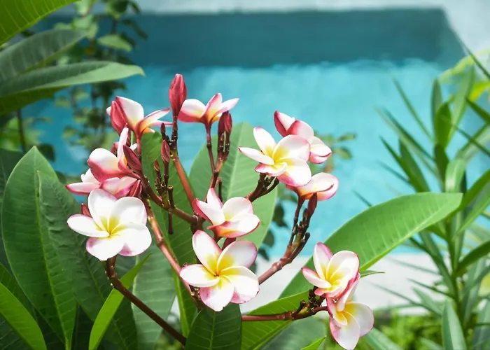 Orchids Villa Elnido