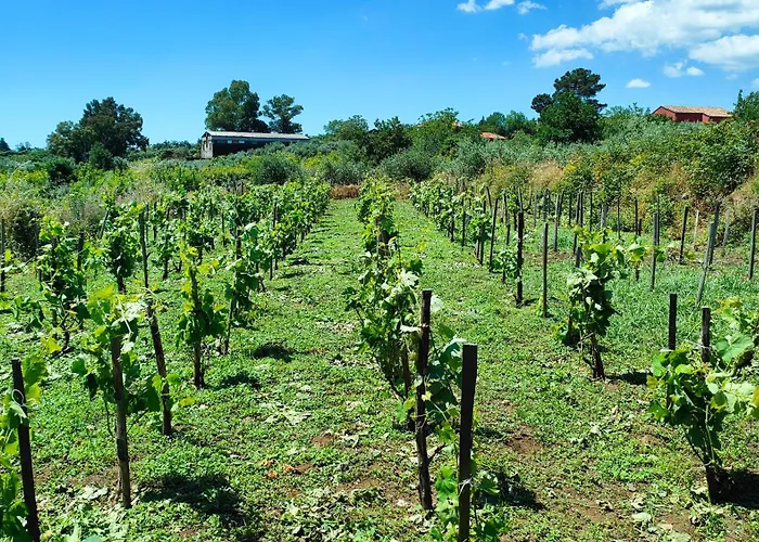 Tenuta Arcidiacono - Etna, Wine, Country&Relax