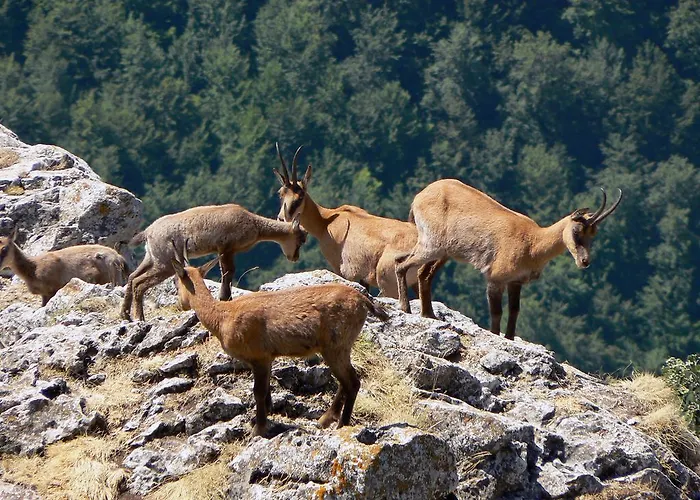 Affittacamere Prato Rosso
